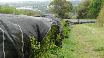 Shaded tea bushes ready for Matcha production